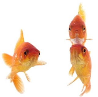 Schoolreisje groep 3