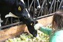 Boerderij3